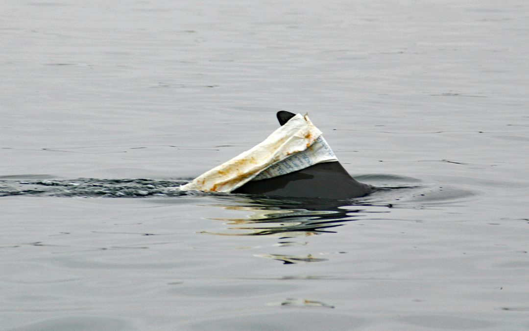Delfine mit Plastikmüll im Magen