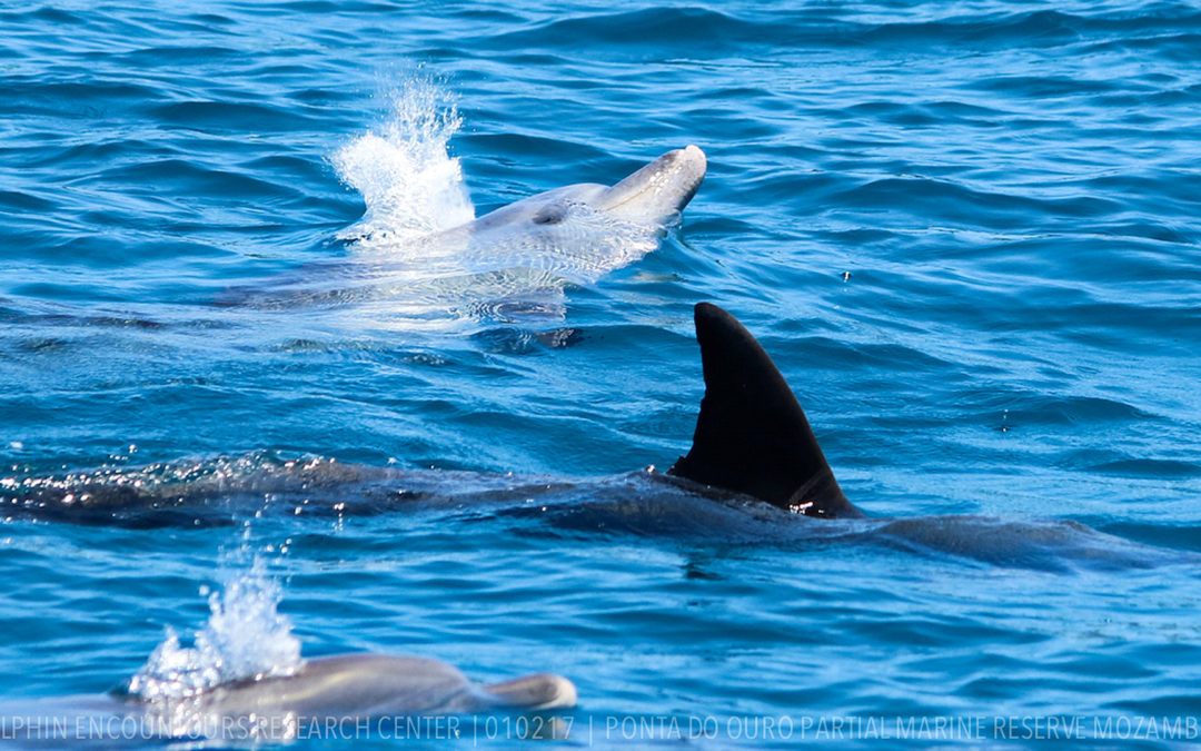 Erfolg für Delfine, Wale und Walhaie im Süden Mosambiks!