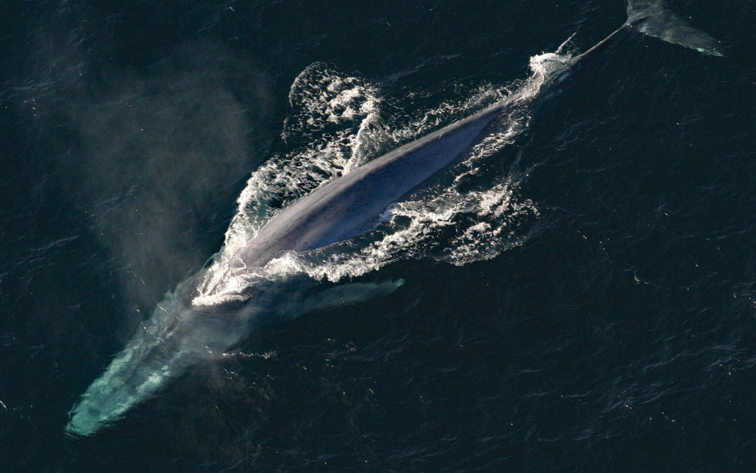 Schiffssonare lassen Blauwale verstummen