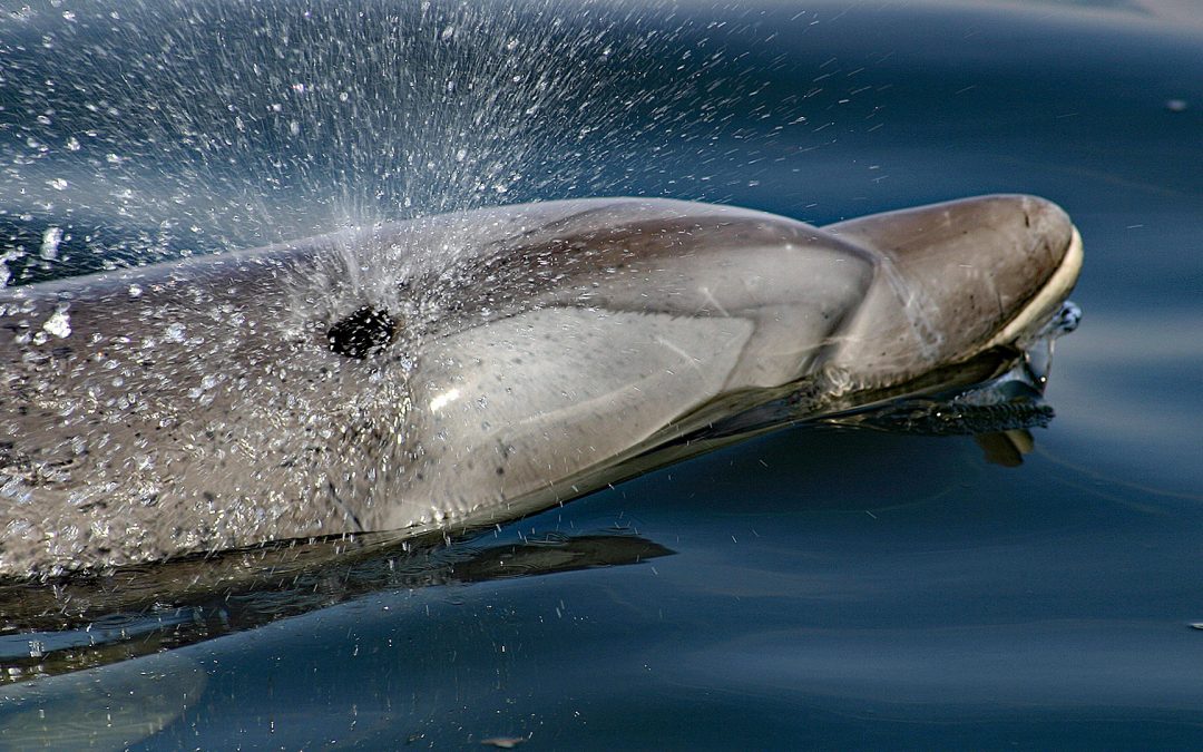Wie atmen Wale und Delfine?