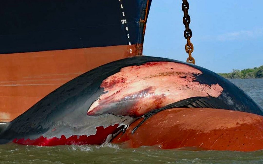 Schiffskollisionen mit Walen und Delfinen: Zwischen tödlichen Hot-Spots und Hoffnungsschimmern