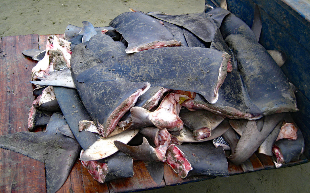 Shark-Finning: Barbarische Haiflossen-Fischerei