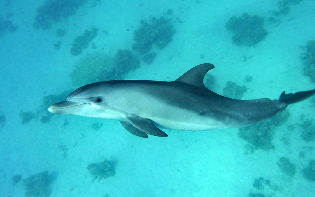 Ein kleiner Delfin befreit sich selbst aus tödlicher Gefahr