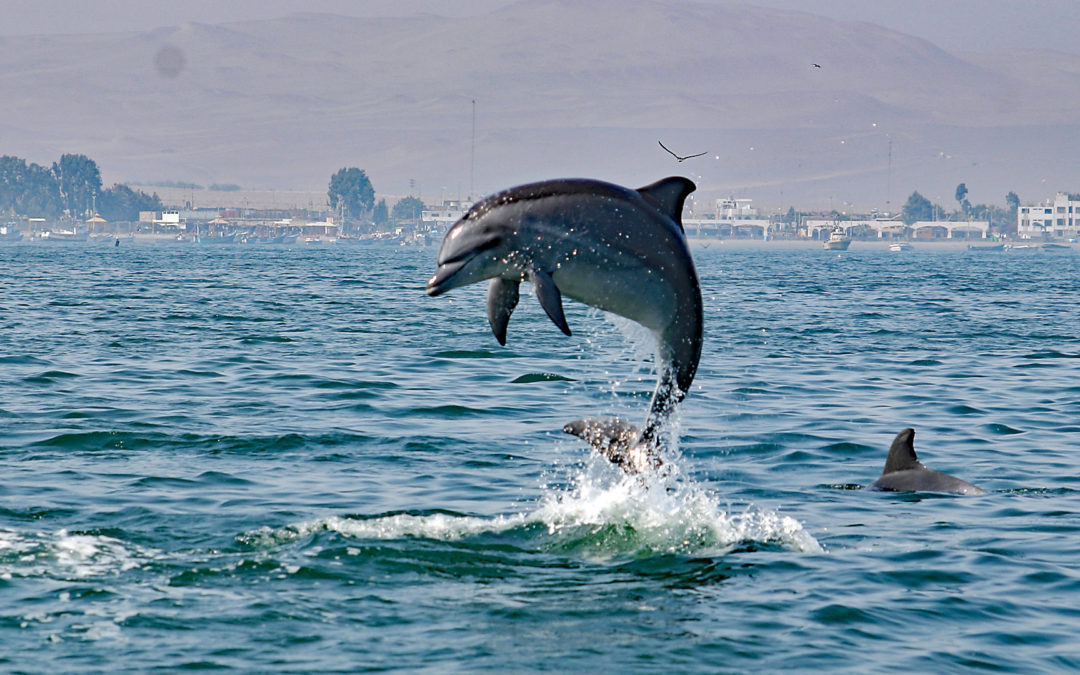 Delfin Kinderstube Paracas-Bucht