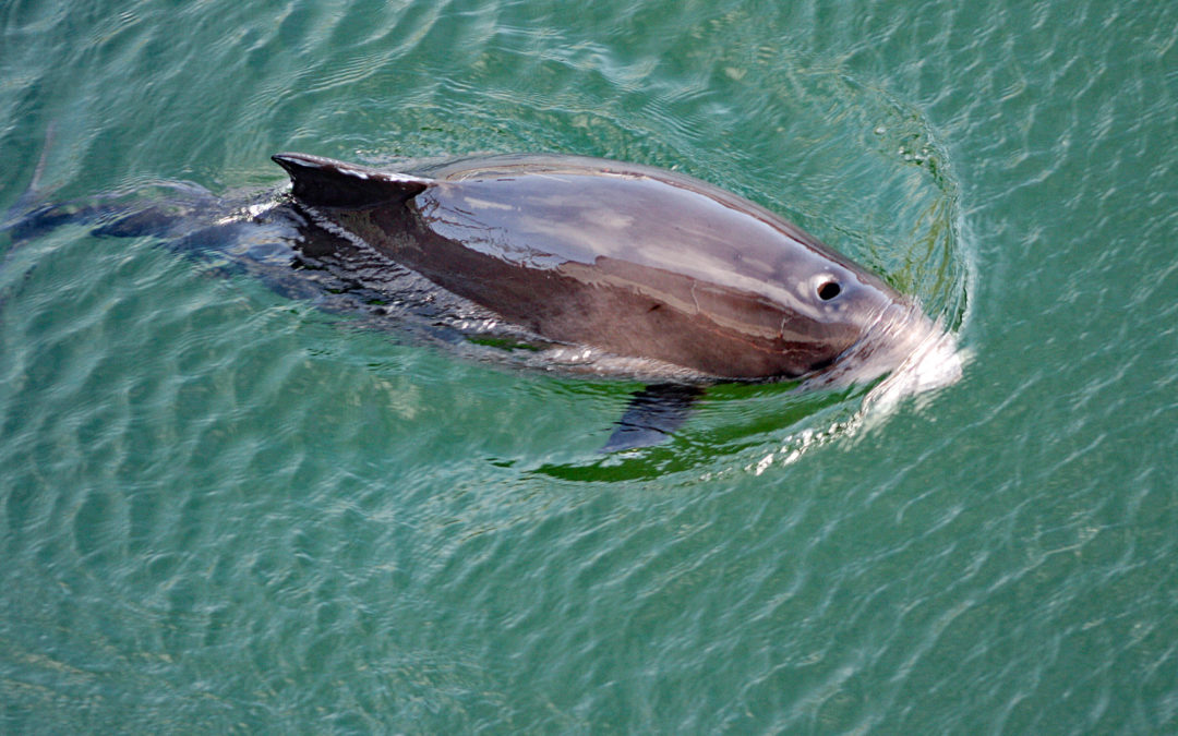 Ungewöhnliche Liaison: Junger Schweinswal schwimmt mit Delfinen