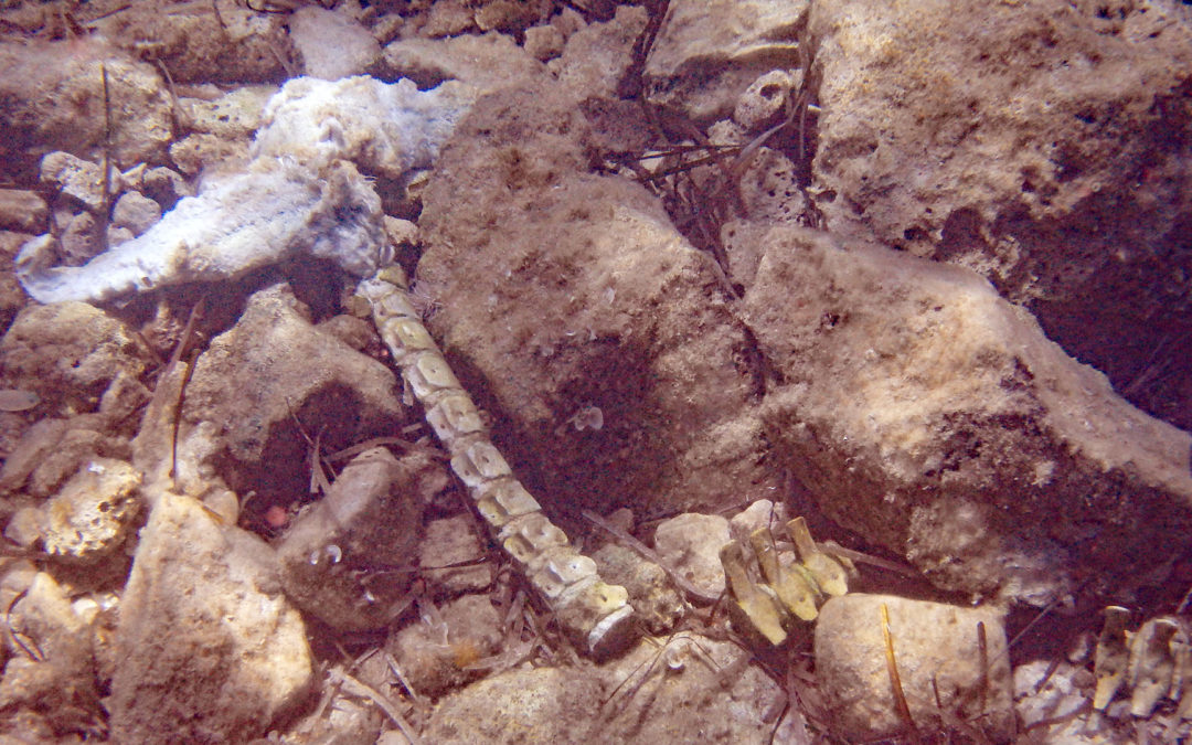 Bergung vom Meeresgrund: Skelettfund in der Adria