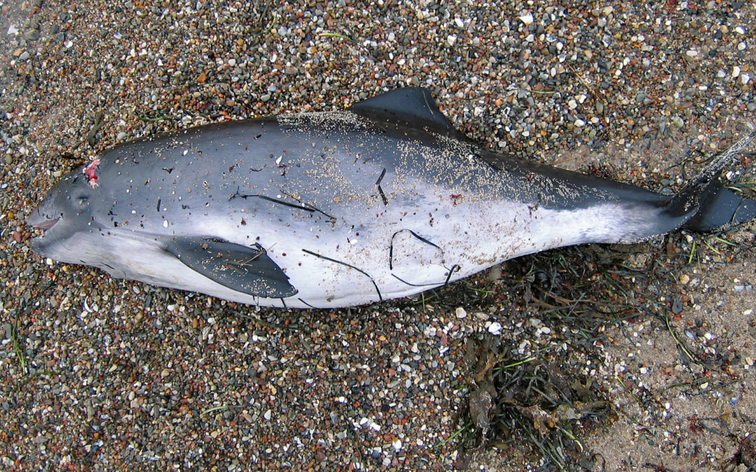 Das Sterben der Ostsee-Schweinswale
