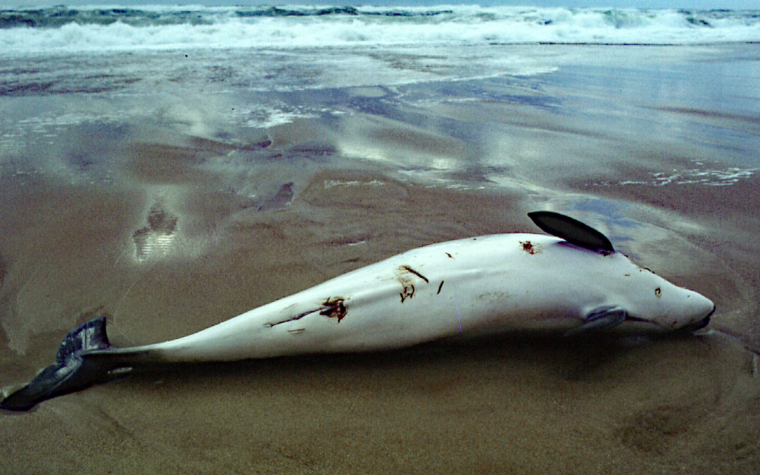 Seismik verantwortlich für Delfin-Massenstrandung in Madagaskar