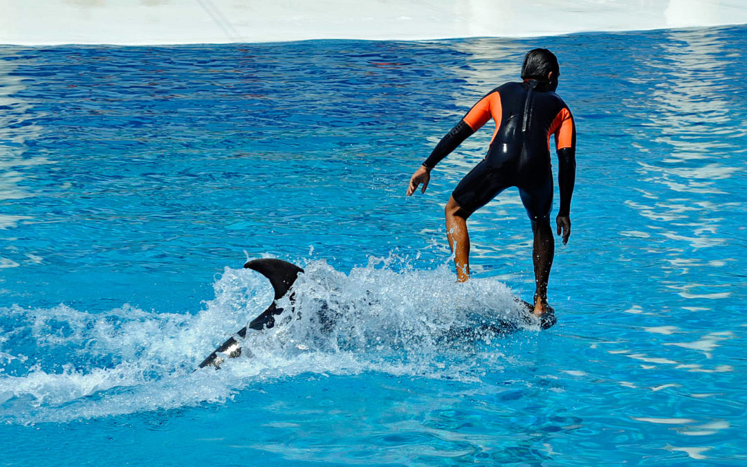 Erfolg für den Tierschutz: Club Med verabschiedet sich weltweit von Wal- und Delfinshows