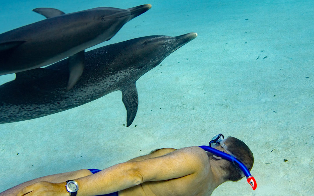 Bimini: Sanfter Delfintourismus beim Schwimmen mit Delfinen