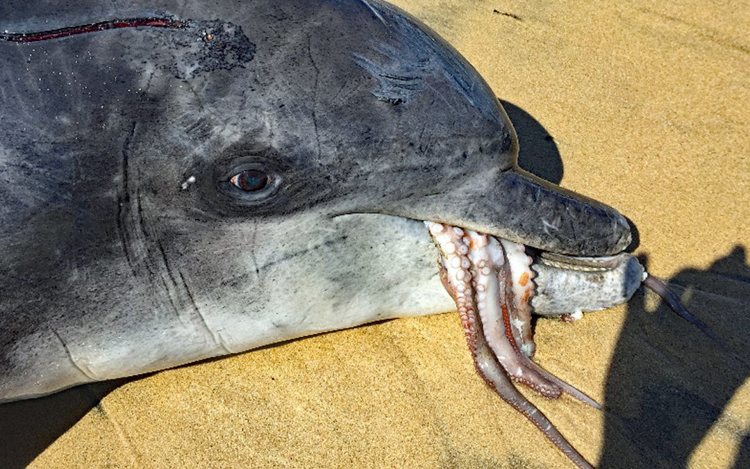 Delfin und Oktopus sterben gemeinsam im Todeskampf