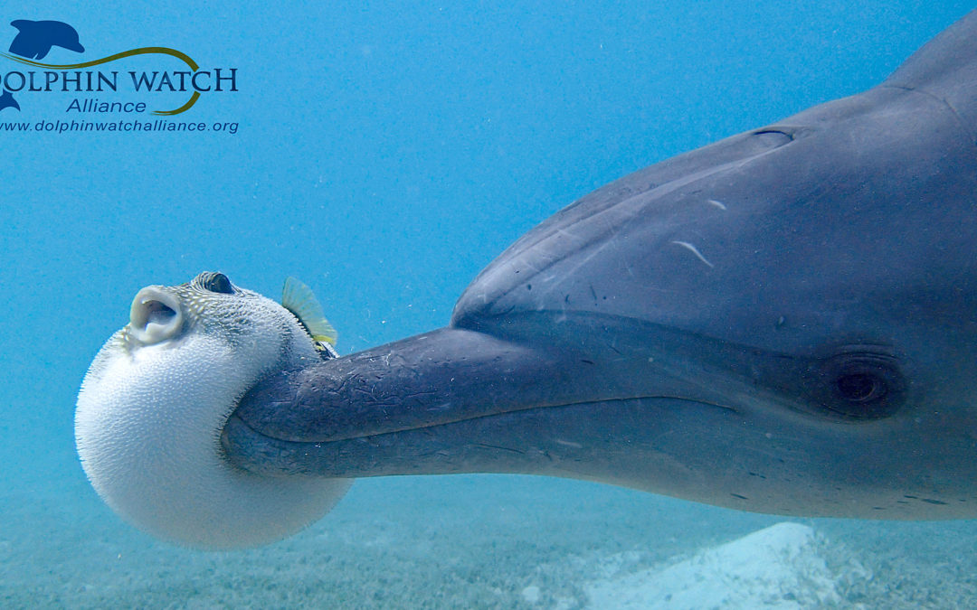 Delfine im Roten Meer besser vor Massentourismus geschützt!