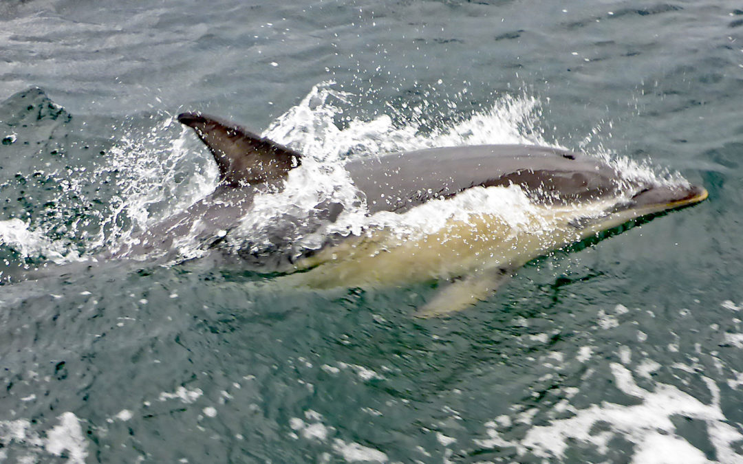Kein Seemannsgarn: Gemeiner Delfin in der Ostsee