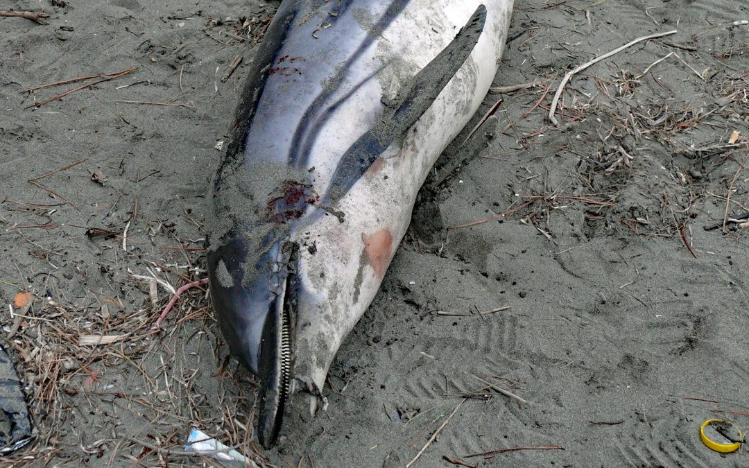 Tragische Delfinrettung auf der kroatischen Insel Pašman
