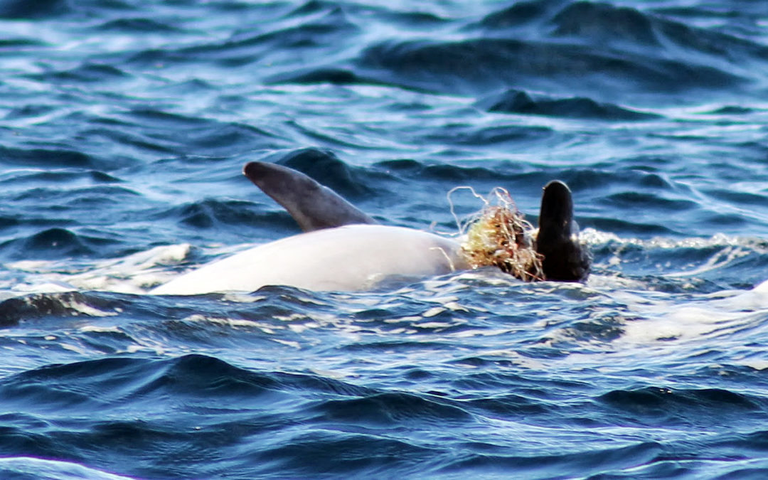 Behinderter Adria-Delfin erneut nahe Zadar gesichtet