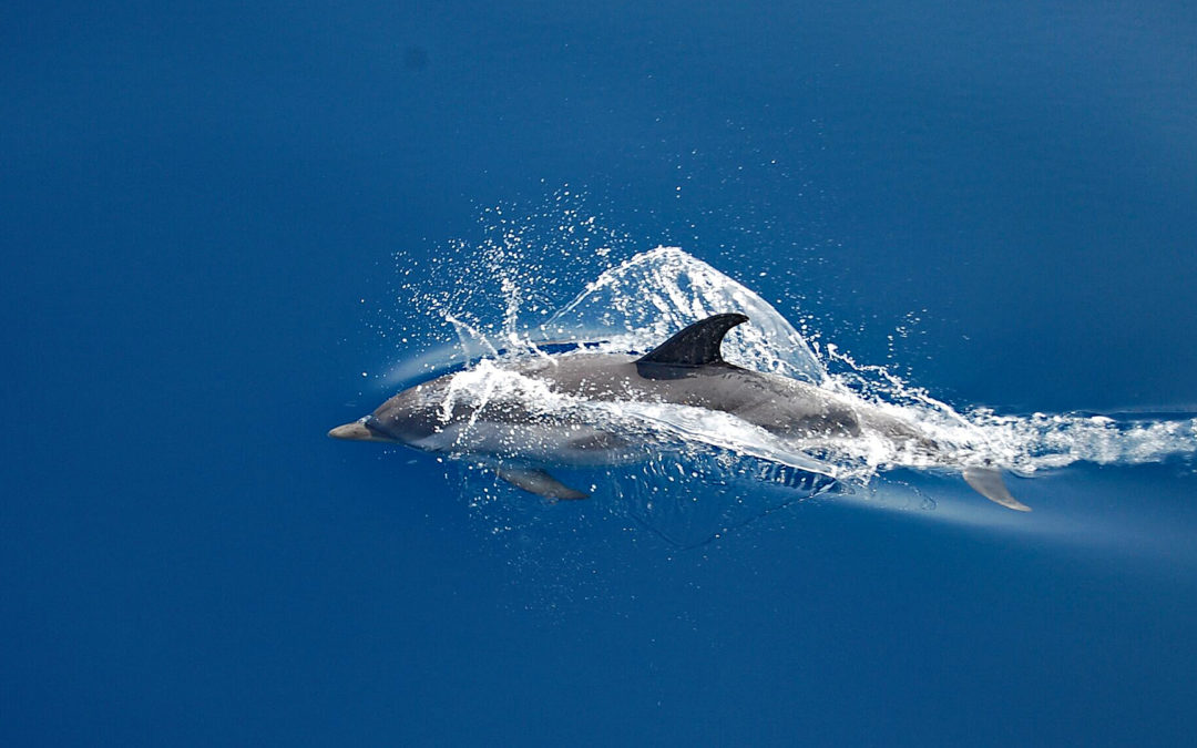 Verletzter Streifendelfin sucht Gesellschaft von Seglern