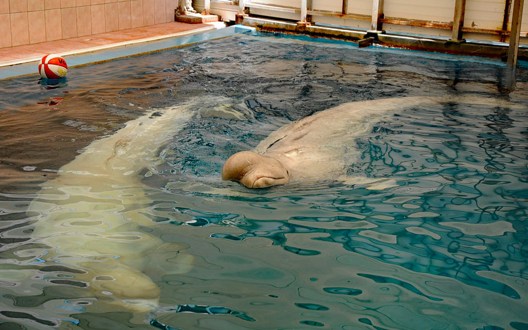 Schwierige Rettung für 100 Belugas und Orcas aus Russischem “Walgefängnis”