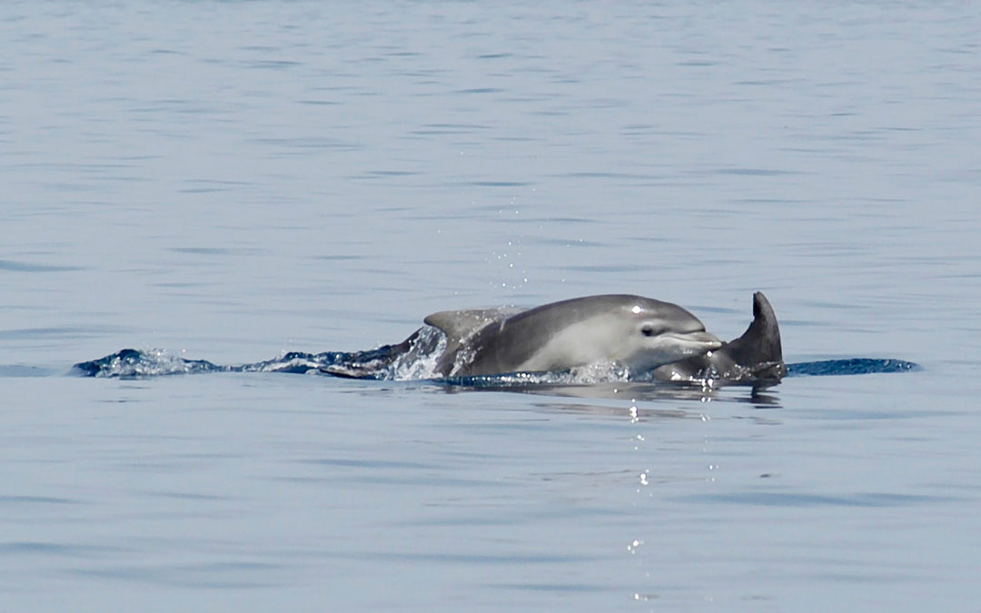 Delfinmütter trauern um ihre toten Babys