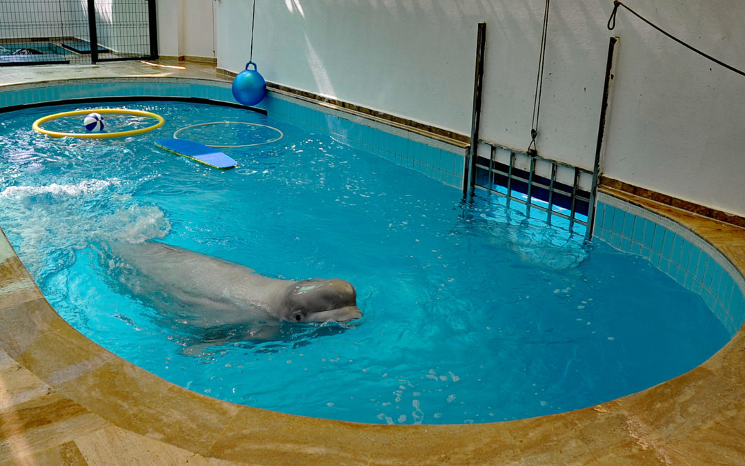 Kanada verbietet Wale und Delfine in Gefangenschaft