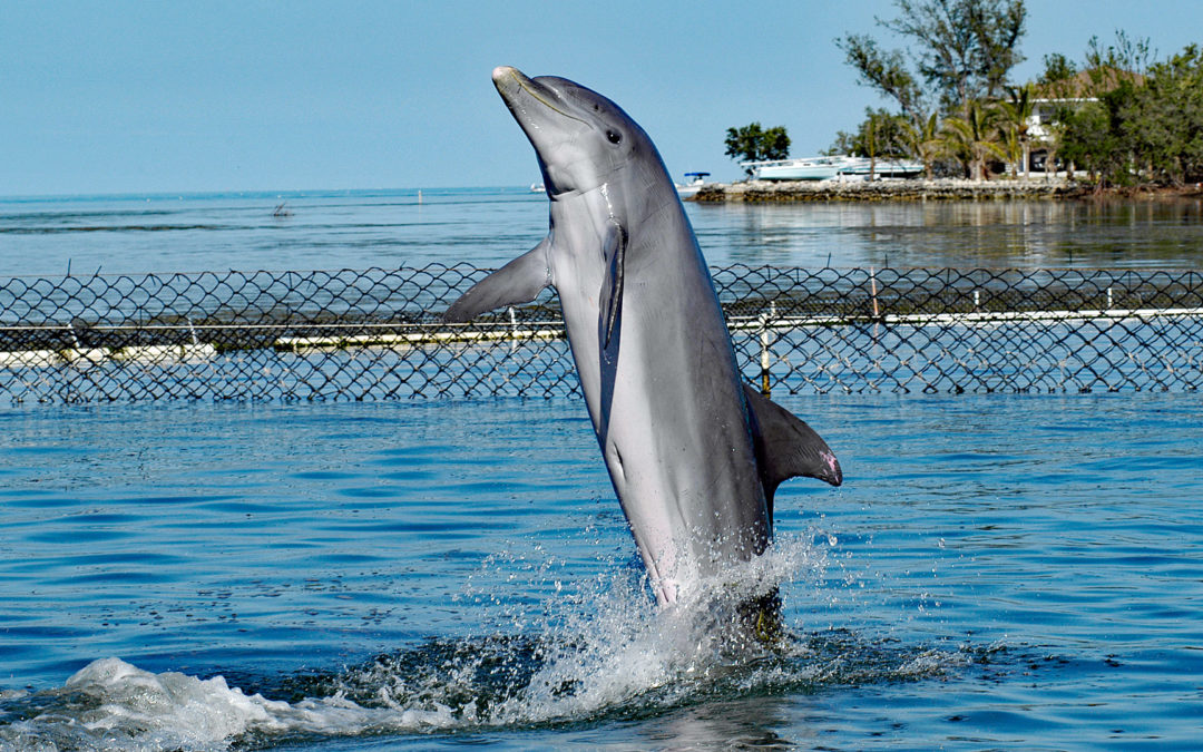 Koreanisches Delfinarium entlässt Delfine in die Freiheit