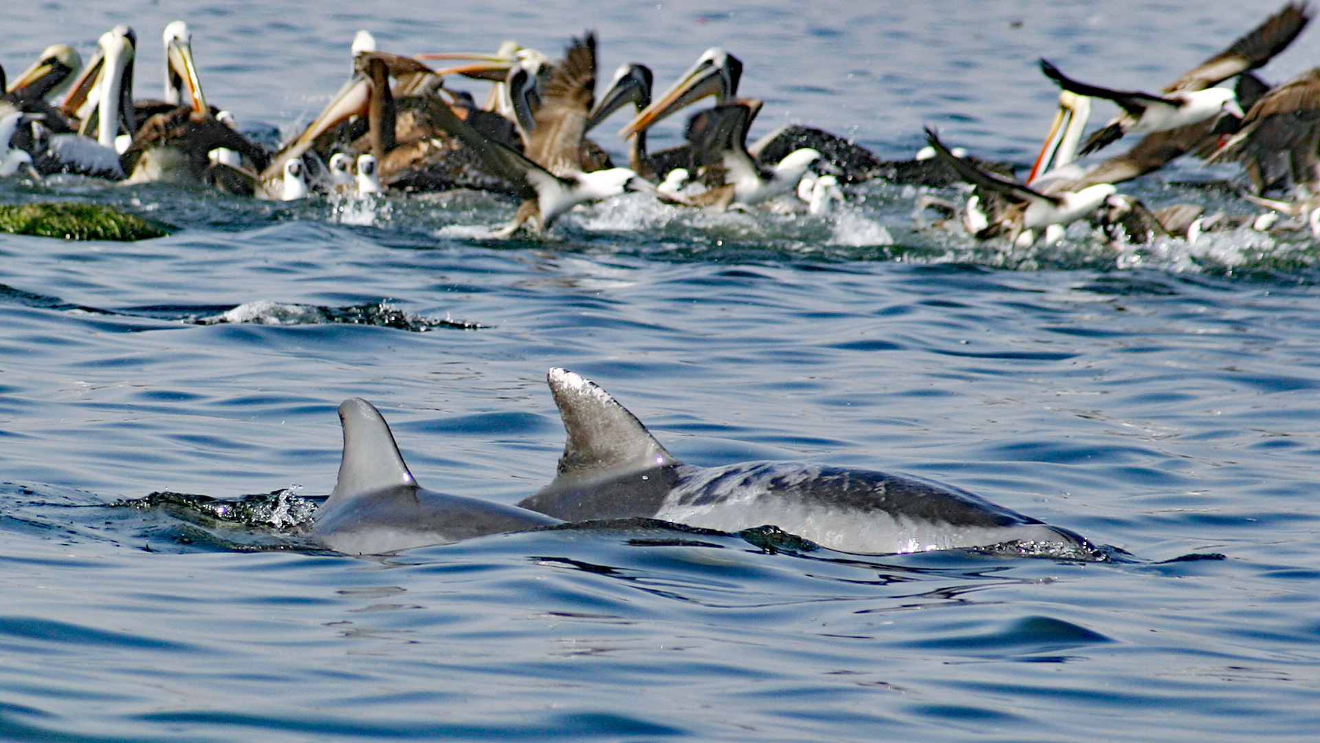 Paracas Delfine mit Pelikanen.