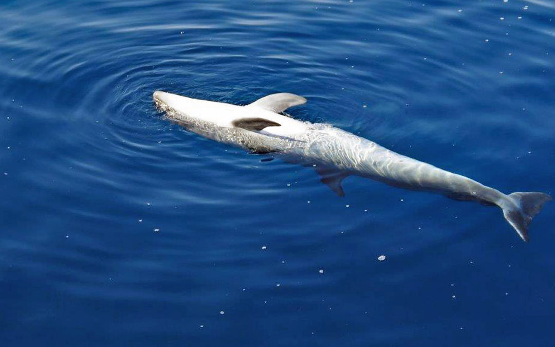 Bitteres Ende vom Connyland: Erneut ein Delfin tot