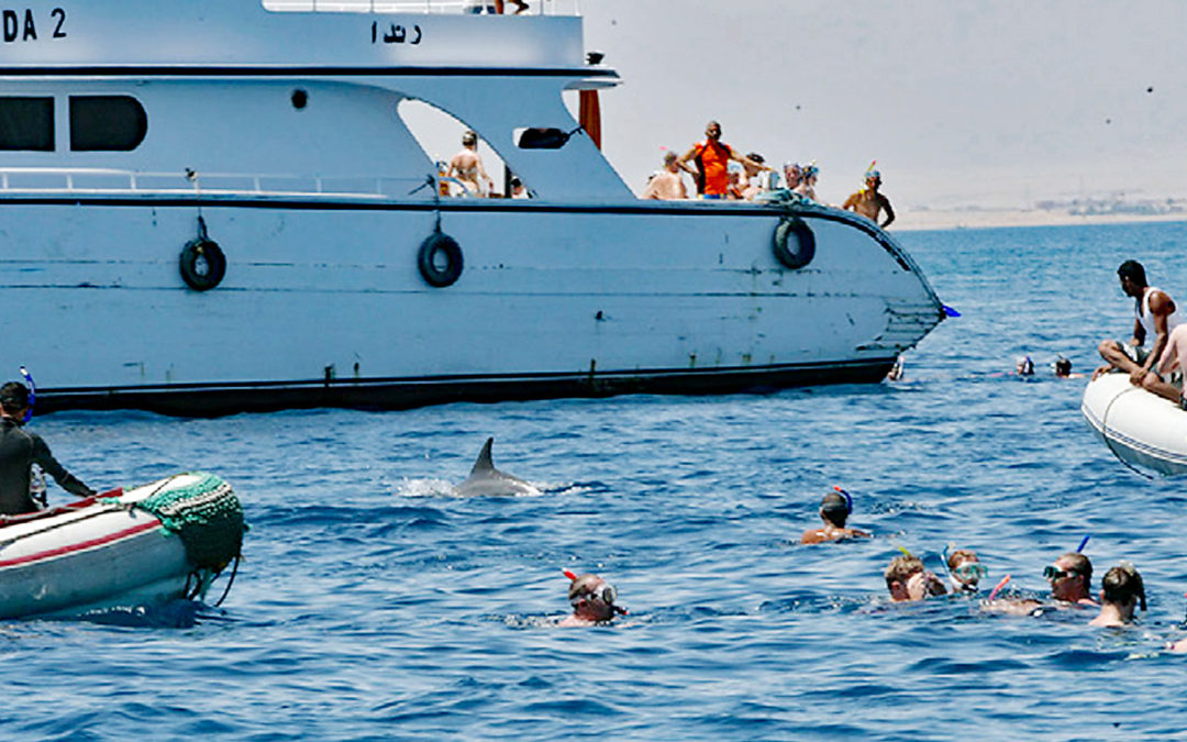 Hurghada: Brutale Delfinhetzjagd beim Schwimmen mit Delfinen
