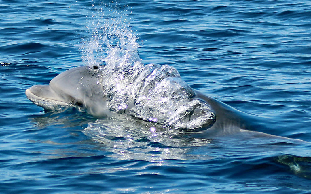 Sind Delfine so schlau wie Menschen?