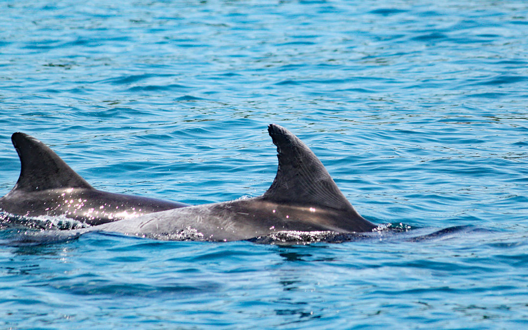 Umweltgift PCB gefährdet Delfine in Europa