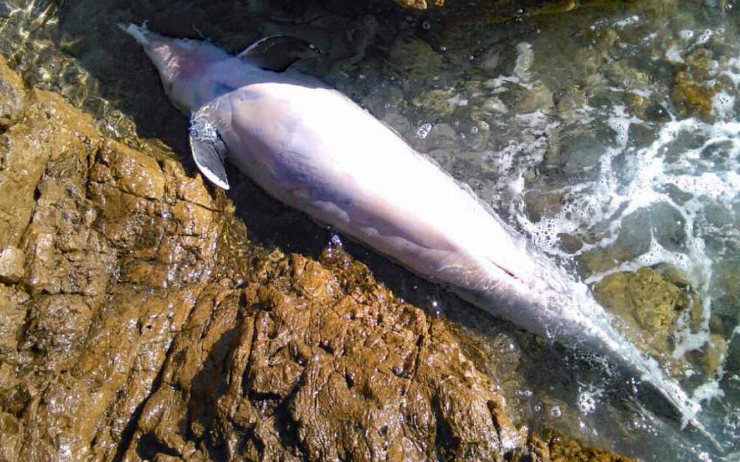 Über 100 tote Delfine in Florida – Bauern verursachen Massensterben