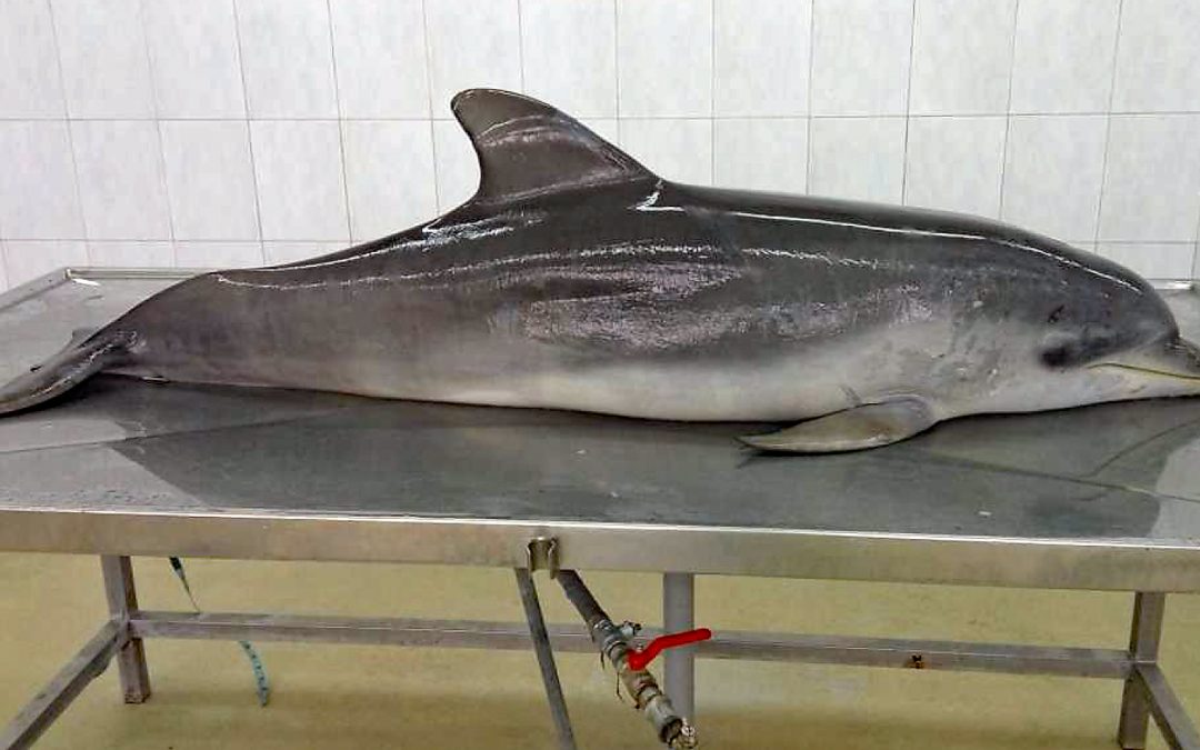 Japanischer Delfin stirbt nach Ankunft in Südkorea