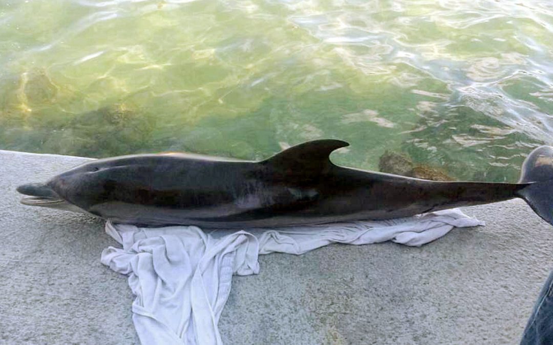 Rätselhaftes Delfinsterben an der Westküste von Italien