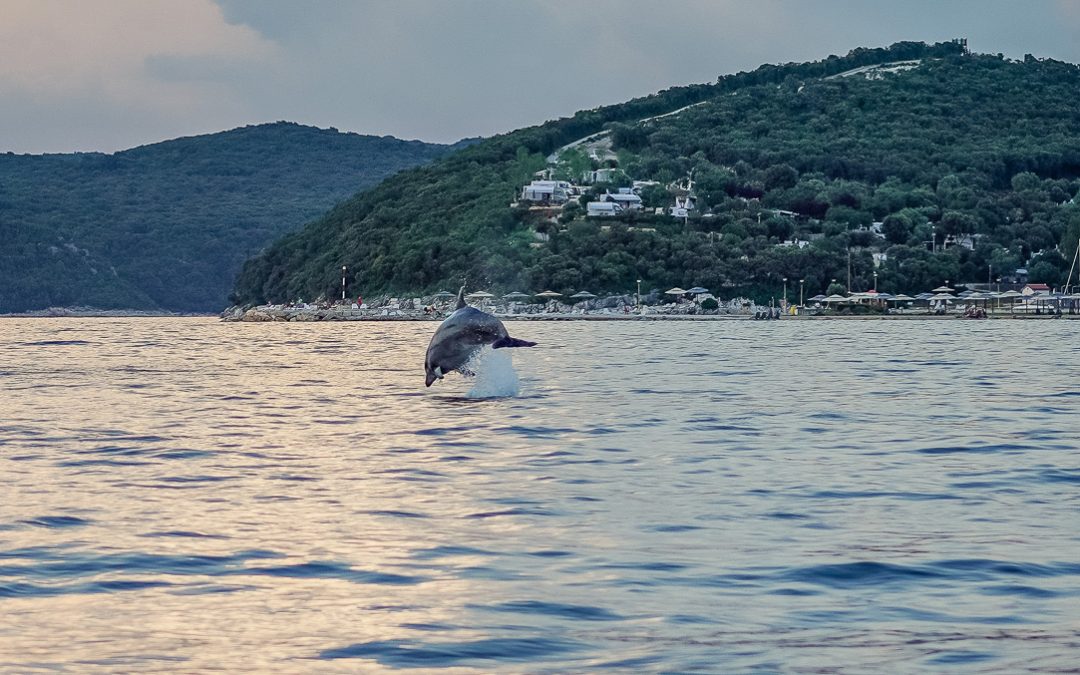 Istrien: Sanfter Delfintourismus bei Vrsar