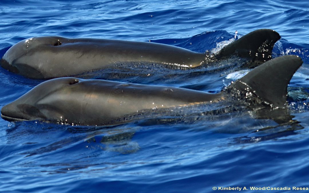 Forscher entdecken Mischling aus zwei Delfinarten vor Hawaii