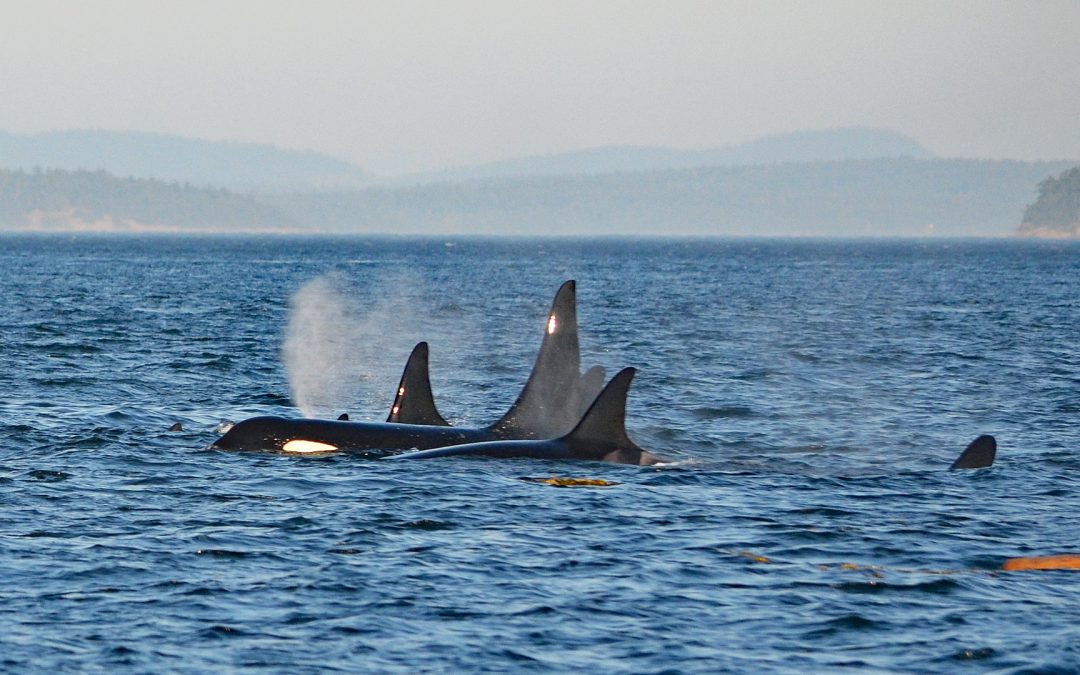Orcas im Mittelmeer bei Genua und Sizilien gesichtet