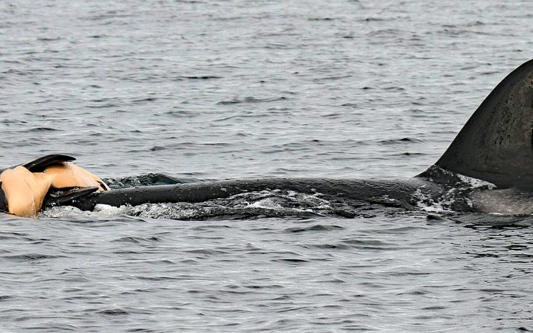 Schwertwale: Trauernde Orca-Mutter trägt totes Baby zu Grabe
