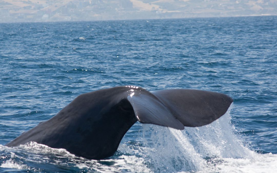 Wie alt werden Wale und Delfine?
