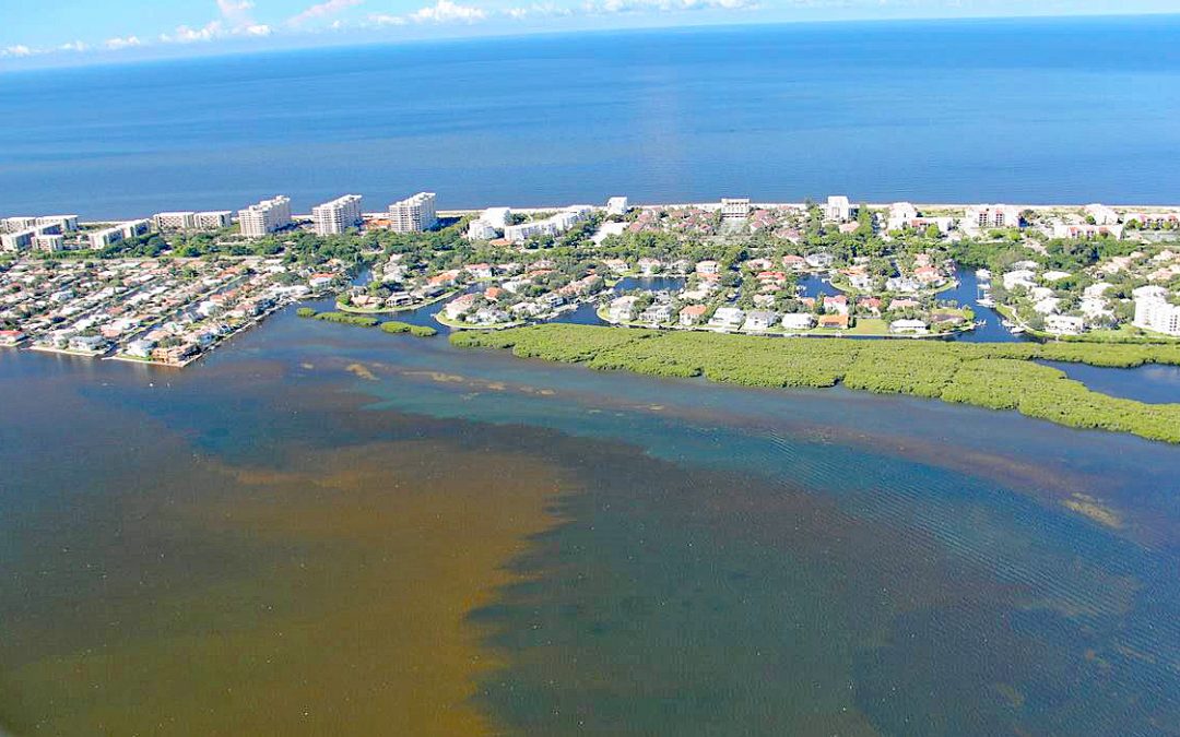 Die rote Flut: Red Tide in Florida vernichtet Delfine