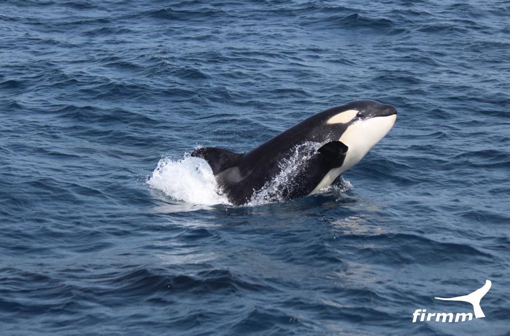 Das Jagdverhalten der Orcas in der Straße von Gibraltar