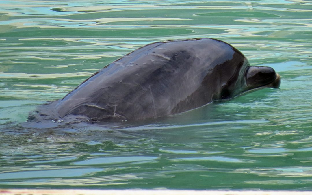 Rettet Honey, den einsamen japanischen Delfin
