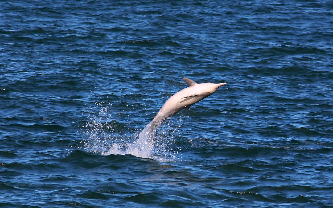 Bericht 2019 – Schutz unserer Bleifarbenen Delfine