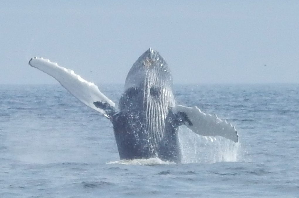 Nachhaltiges Whale Watching auf Neufundland