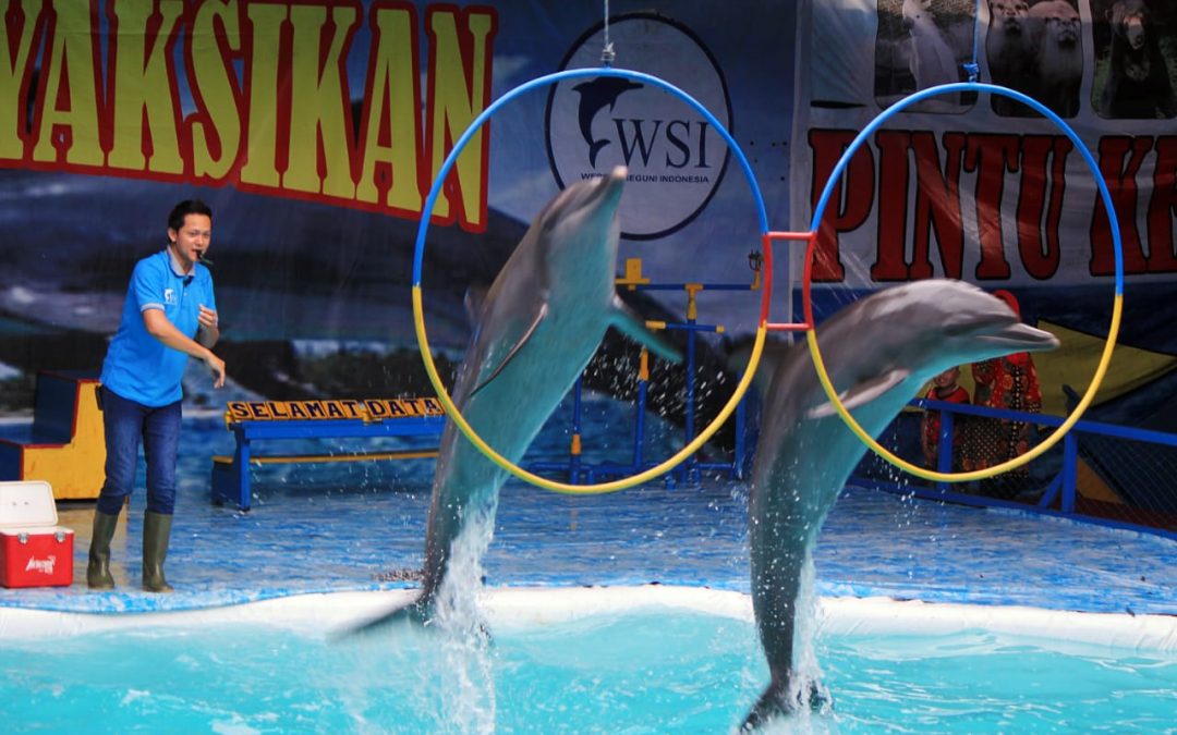 Delfinquälerei in Indonesien: Delfine im Wanderzirkus
