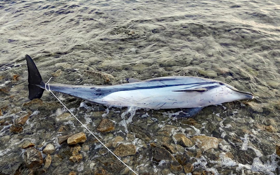 Adria-Delfine – Totfunde 2018 und Todesursachen