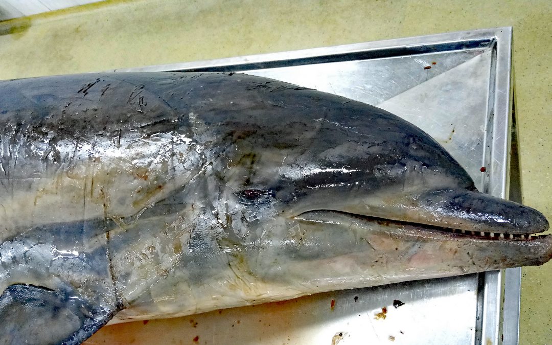 Adria-Delfine – Totfunde 2019 und Todesursachen