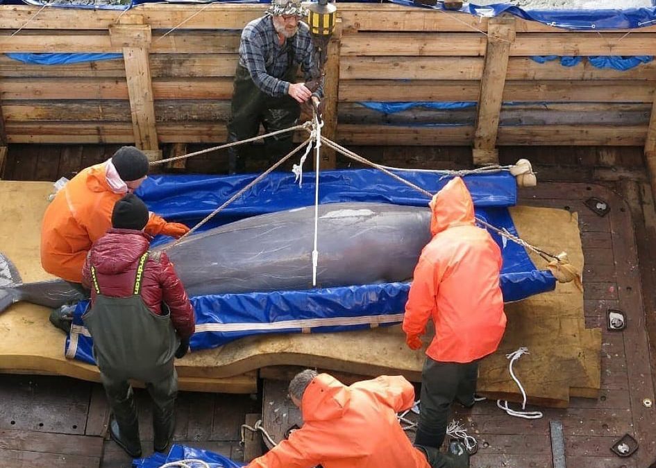 Russisches „Wal-Gefängnis“: Weitere Auswilderungen von Belugas