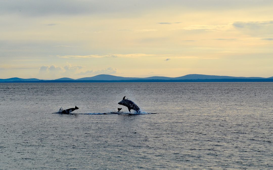 Delfinsichtungen in der Adria 2019