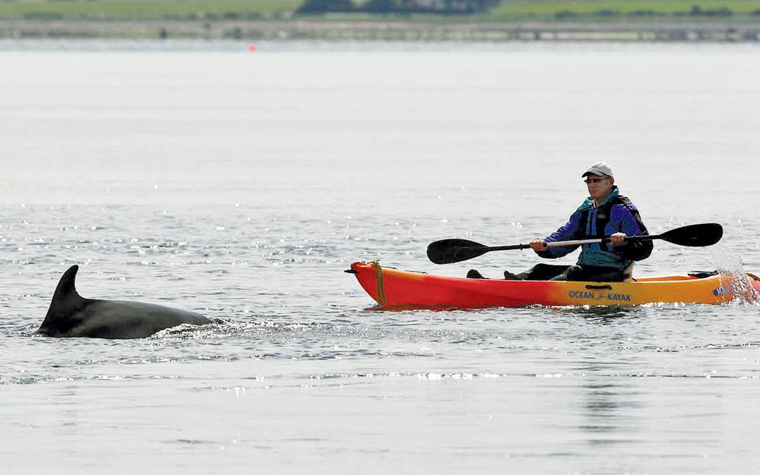 Kaum Ruhe für Delfin in Eckernförde