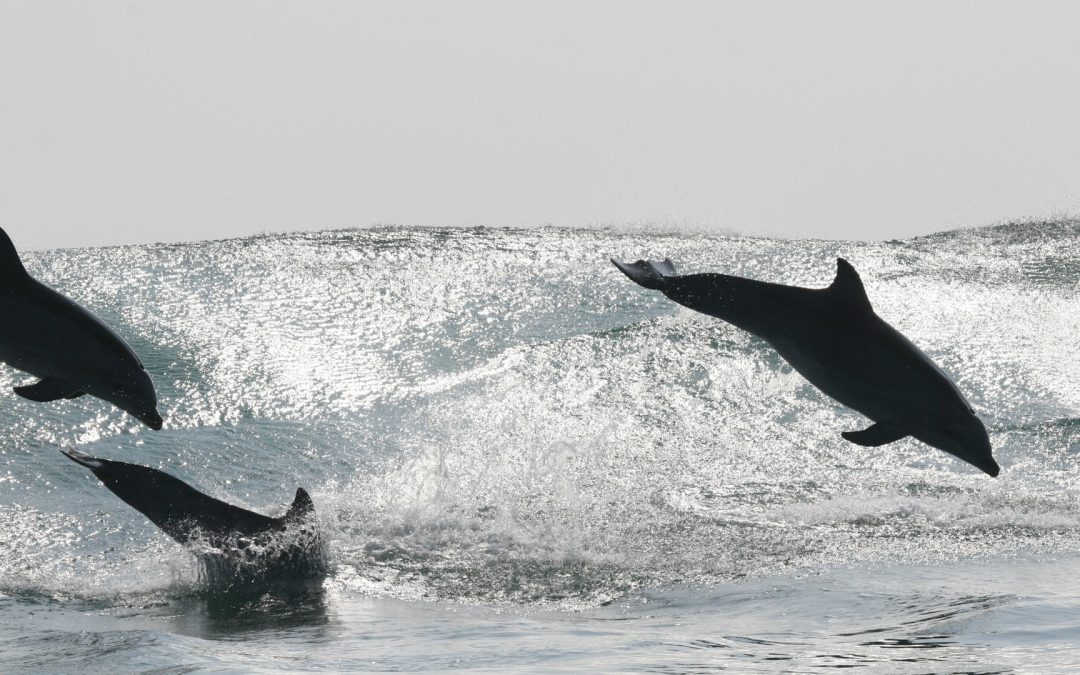 20 Jahre Delfin-Monitoring auf der Paracas-Halbinsel