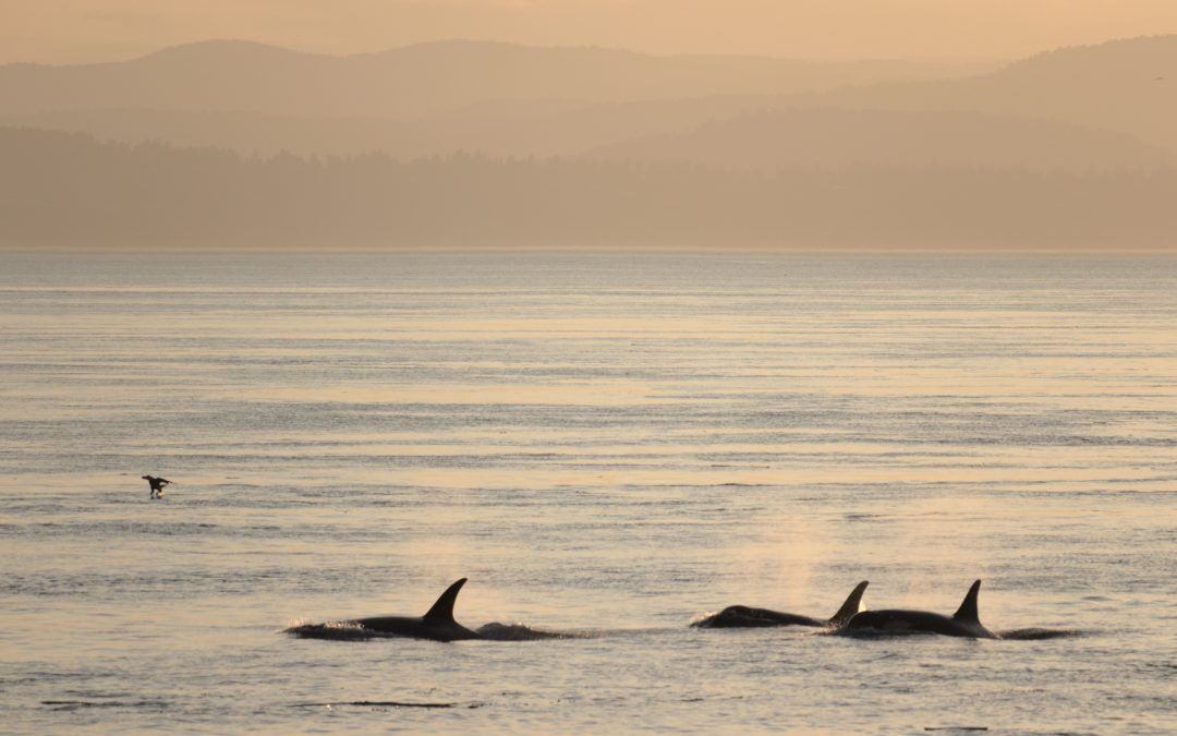 Kanada verschärft Gesetze zum Schutz von Orcas